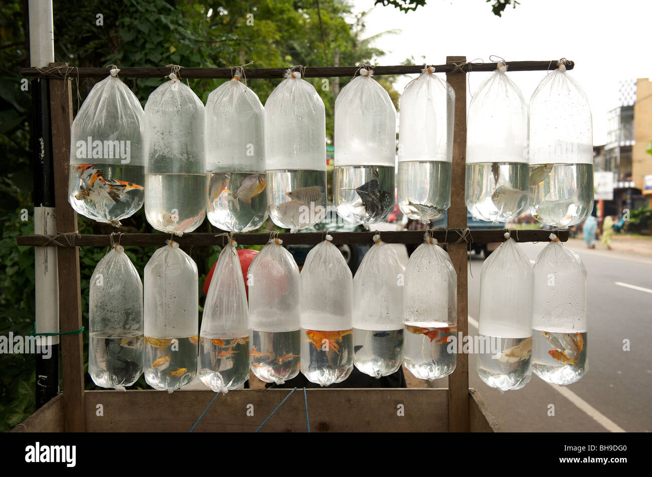 Pour la vente de poissons dans des sacs en plastique à côté d'une route principale 0............Sri Lanka Banque D'Images