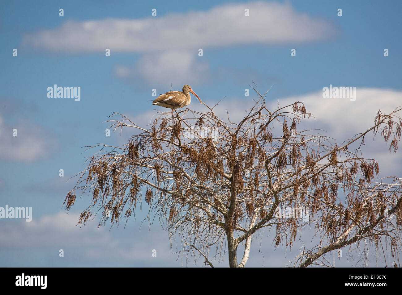 Ibis blancs immatures dans un arbre dans le parc national des Everglades en Floride Banque D'Images