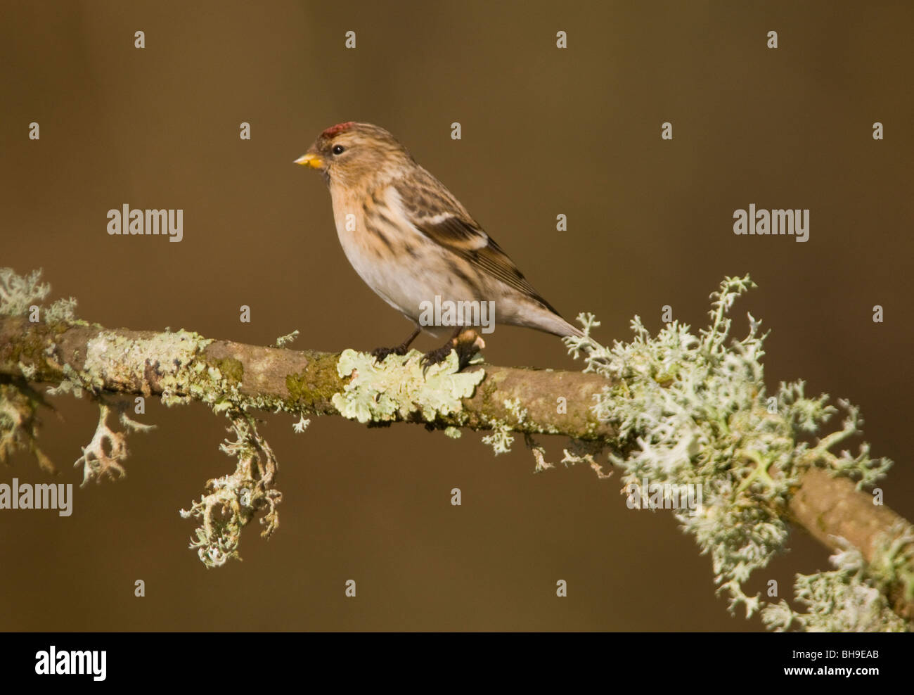 Sizerin flammé Carduelis flammea mâle au printemps, perché sur la branche couverte de lichen. New Forest. Banque D'Images