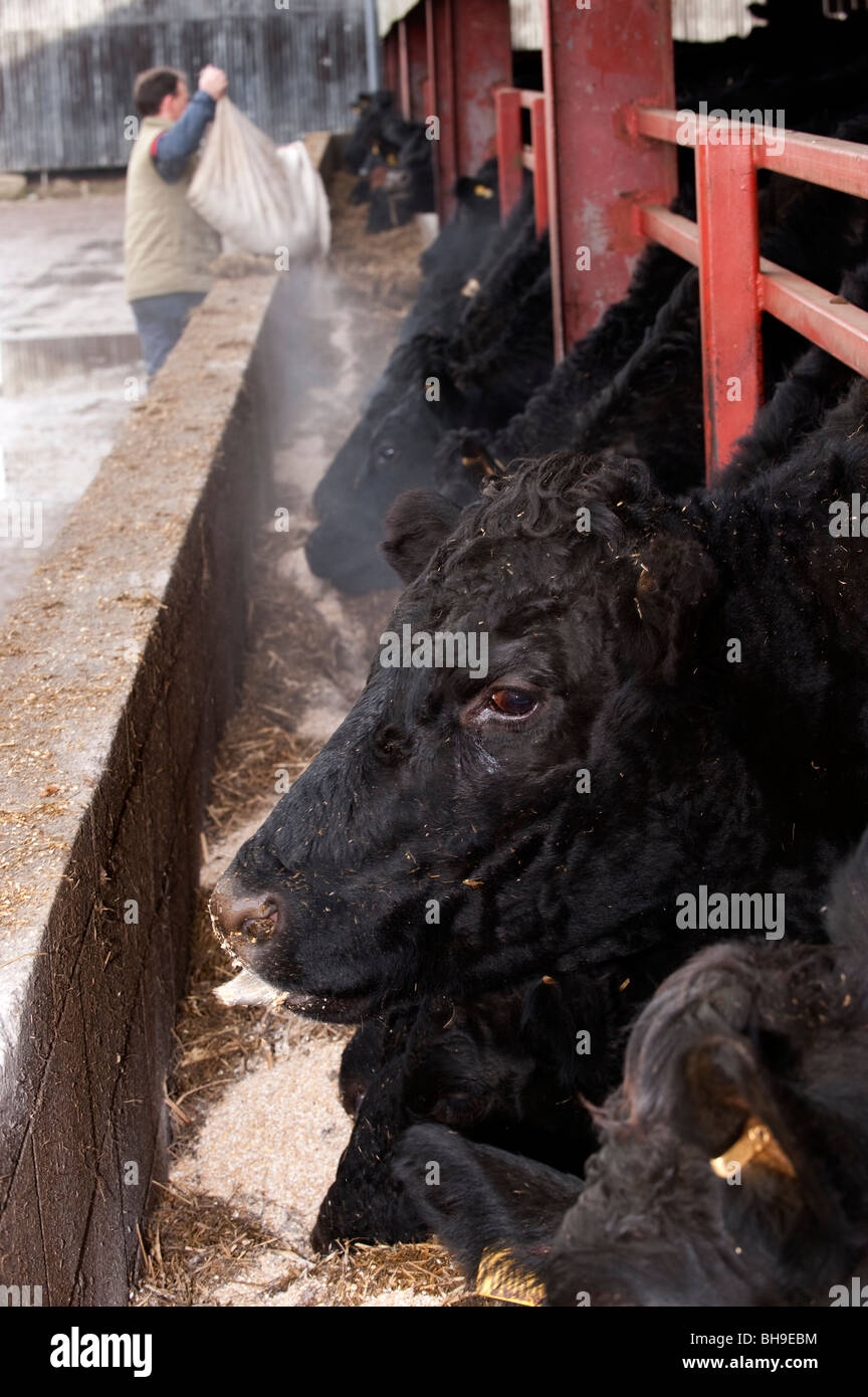 Alimentation agriculteur bovins Angus dans la mangeoire. Banque D'Images