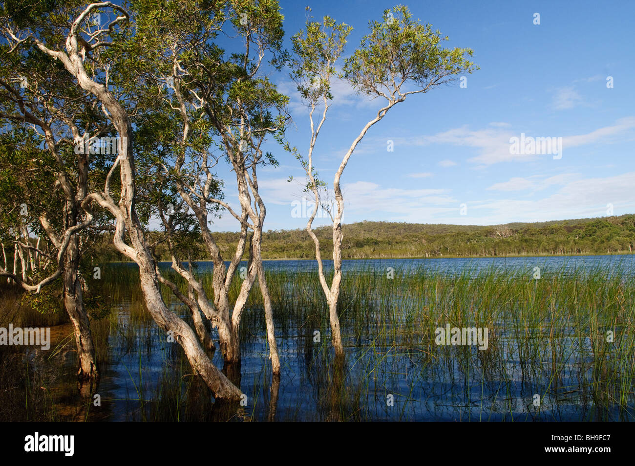 NORTH Stradbroke Island, Australie - Brown Lake est un lac du Nord sur Stradbroke Island, dans le Queensland, Australie. Connu comme un lac, comme d'autres lacs perchés sur les îles sablonneuses de la région du sud-est de Queensland il conserve son eau en raison d'une couche de feuilles qui tapissent le fond du lac.[1] Cela est particulièrement apparent dans le lac Brown que le tanin est exsudée par les feuilles, tombé de entourant Paperbark Melaleuca et Ti-arbres Callistemon, les taches à l'eau une couleur brun riche n'est pas sans ressembler à celle de thé. North Stradbroke Island, juste à côté de l'État du Queensland, capitale de Brisbane, est le monde" Banque D'Images