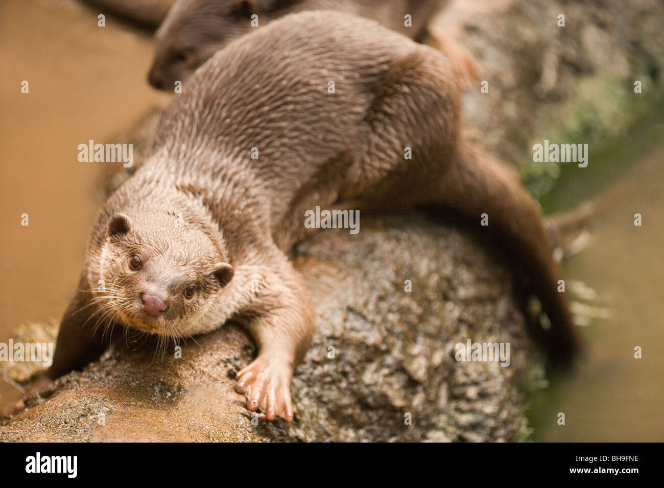 Bon, la loutre (Lutragale perspicillata). Banque D'Images