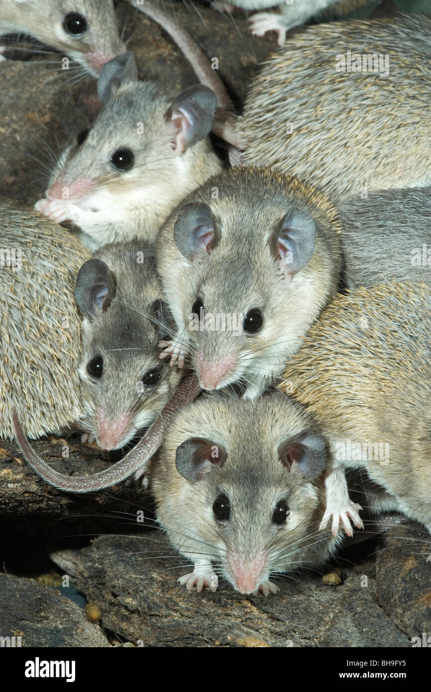 Les souris épineuses turc (Acomys cilicicus). Banque D'Images