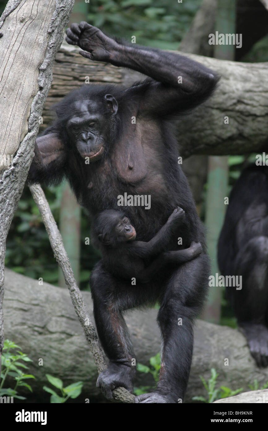 Bébé Bonobo chimpanzé pygmée chimpanzé zoo de Cincinnati Banque D'Images