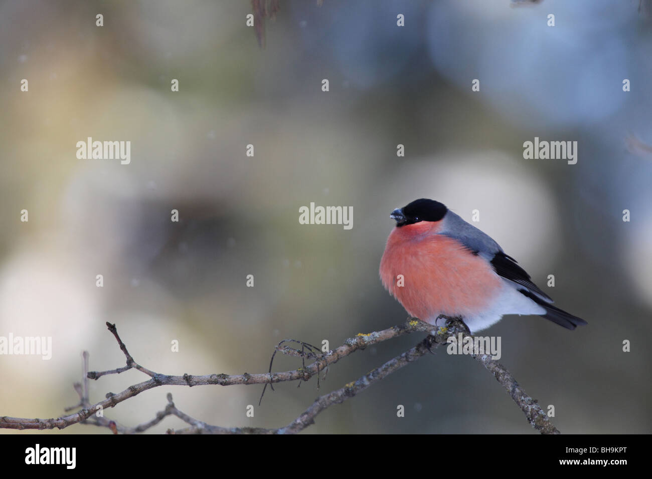 Canard colvert (Pyrrhula pyrrhula), homme en hiver. Banque D'Images