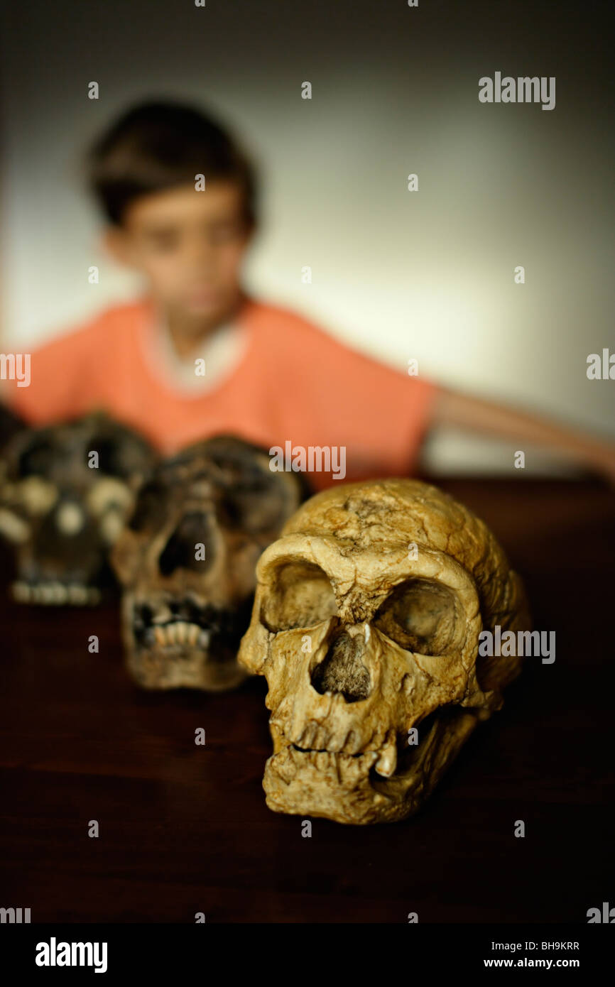 Garçon regarde la reproduction des crânes d'ancêtres disparus Banque D'Images