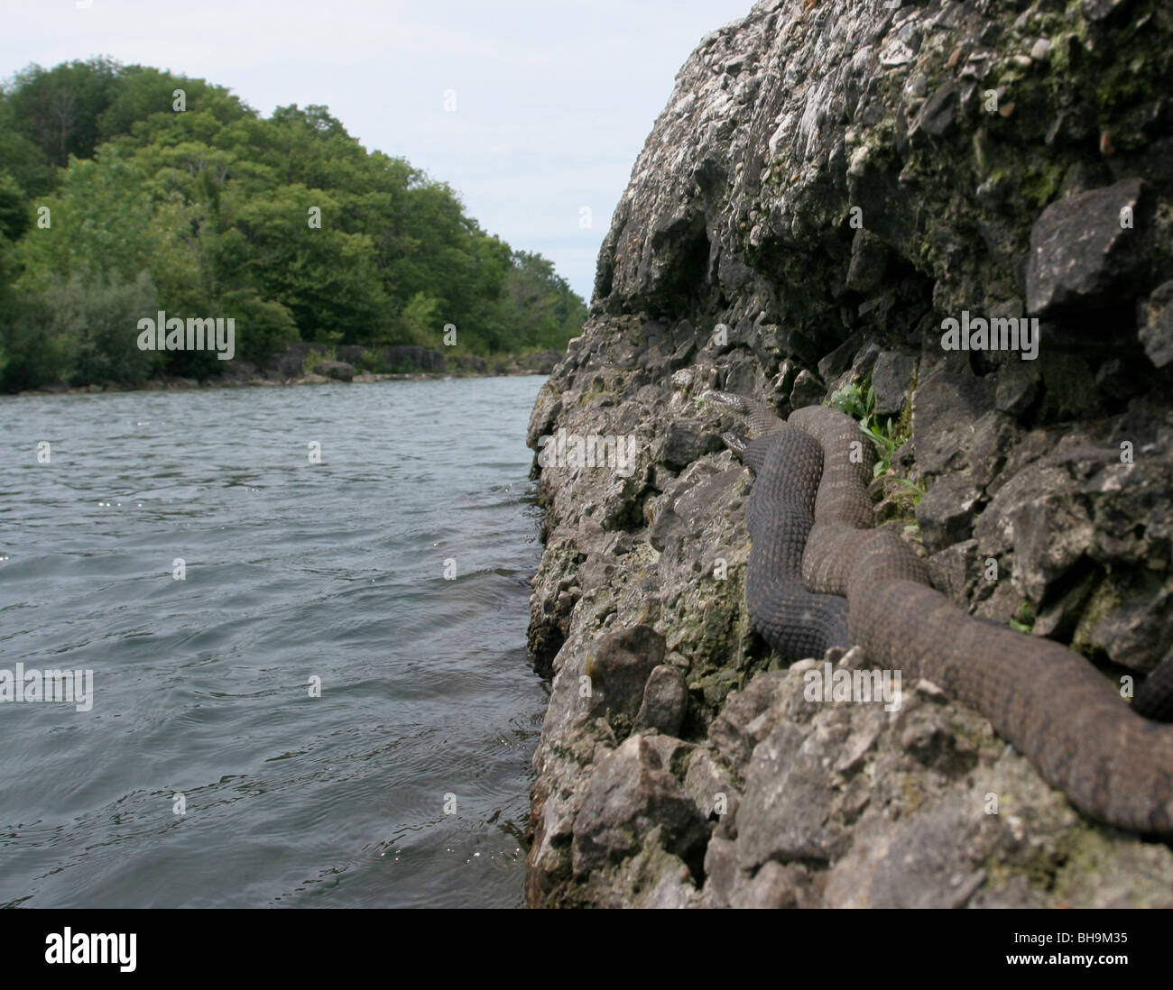 La couleuvre d'eau du lac Érié dans le nord de l'île en Ohio Banque D'Images