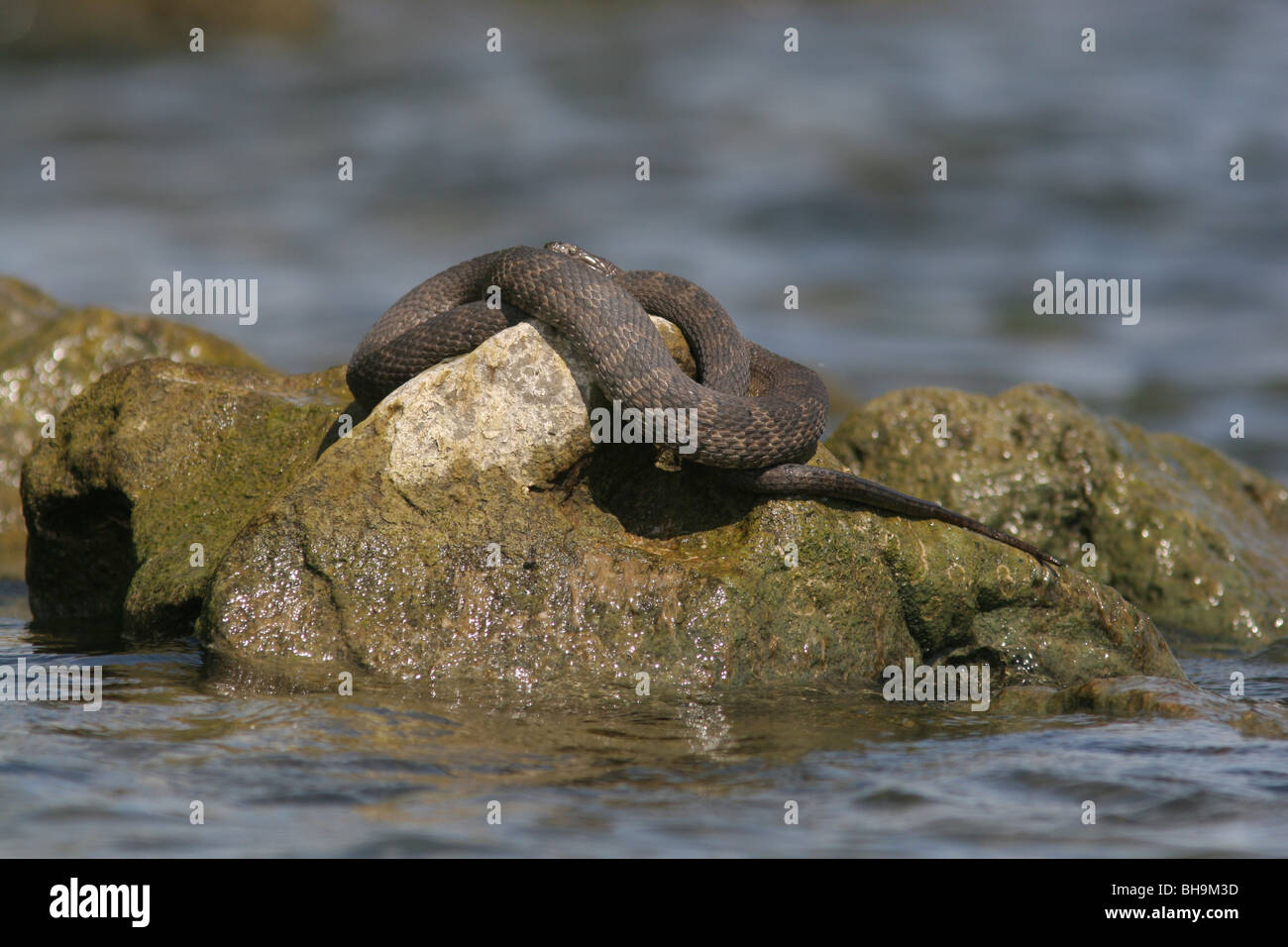 La couleuvre d'eau du lac Érié dans le nord de l'île en Ohio Banque D'Images