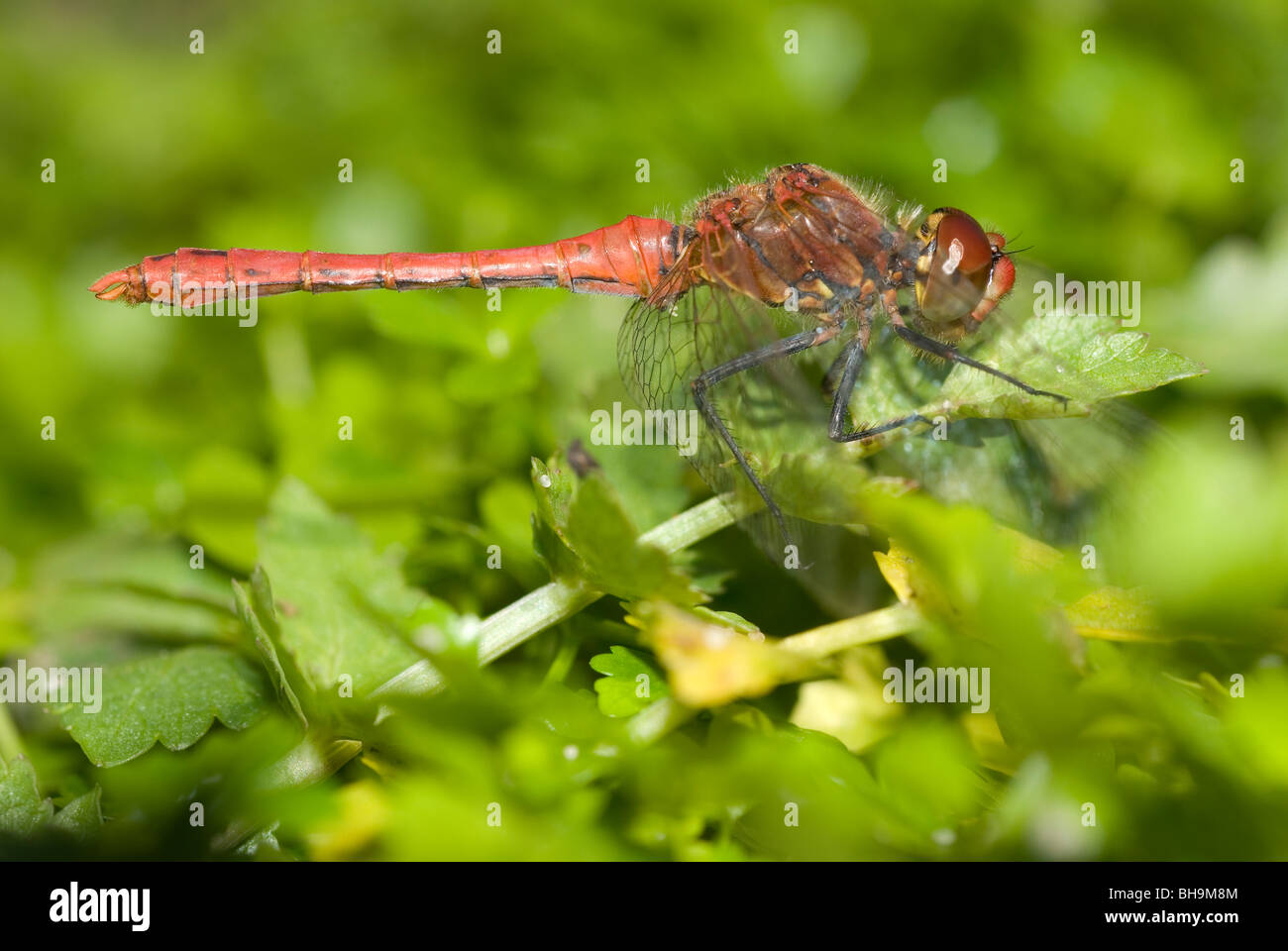 Ruddy mâle Sympetrum sanguineum (dard) Banque D'Images