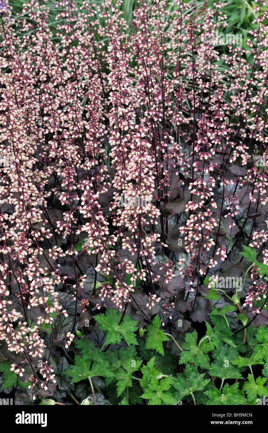 Suceur plat alumroot Heuchera micrantha ('regina') Banque D'Images