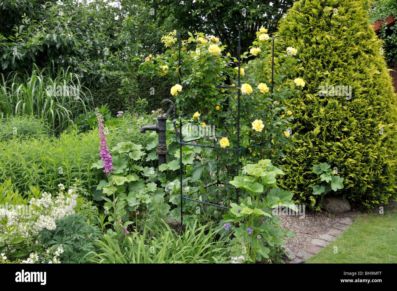 Jardin de plantes vivaces avec rosier grimpant et du faisceau pompe. design : Marianne et detlef lüdke Banque D'Images