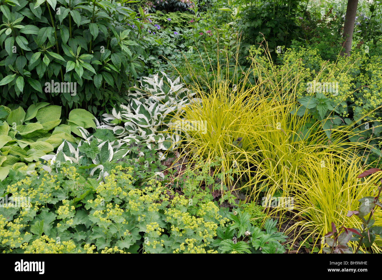 Alchémille (alchemilla), hosta (Hosta) et de touffes de carex elata 'Bowles golden'). design : Marianne et detlef lüdke Banque D'Images