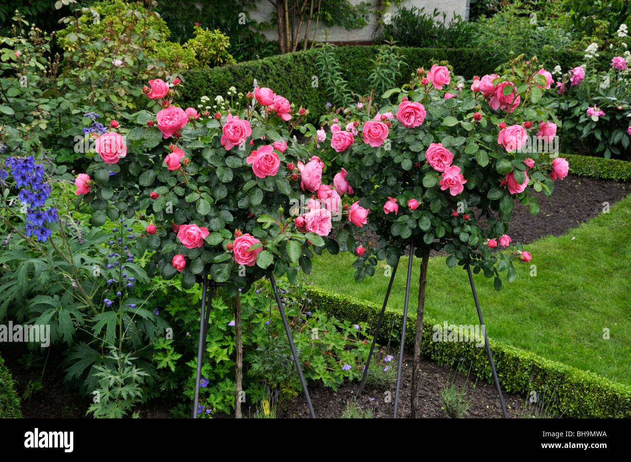 Floribunda rose (Rosa Leonardo da Vinci) Banque D'Images