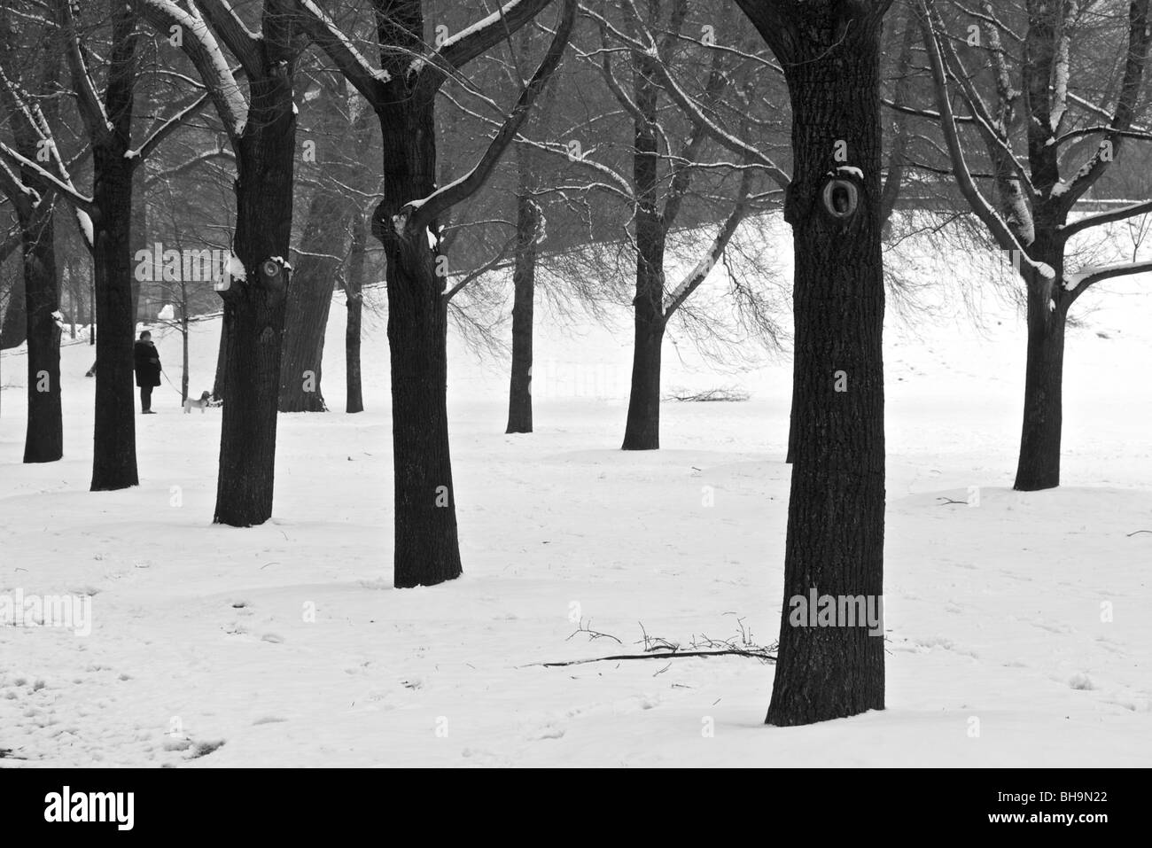 Arbres en hiver, femme avec chien. Grant Park, Chicago, Illinois. Noir et blanc. Banque D'Images