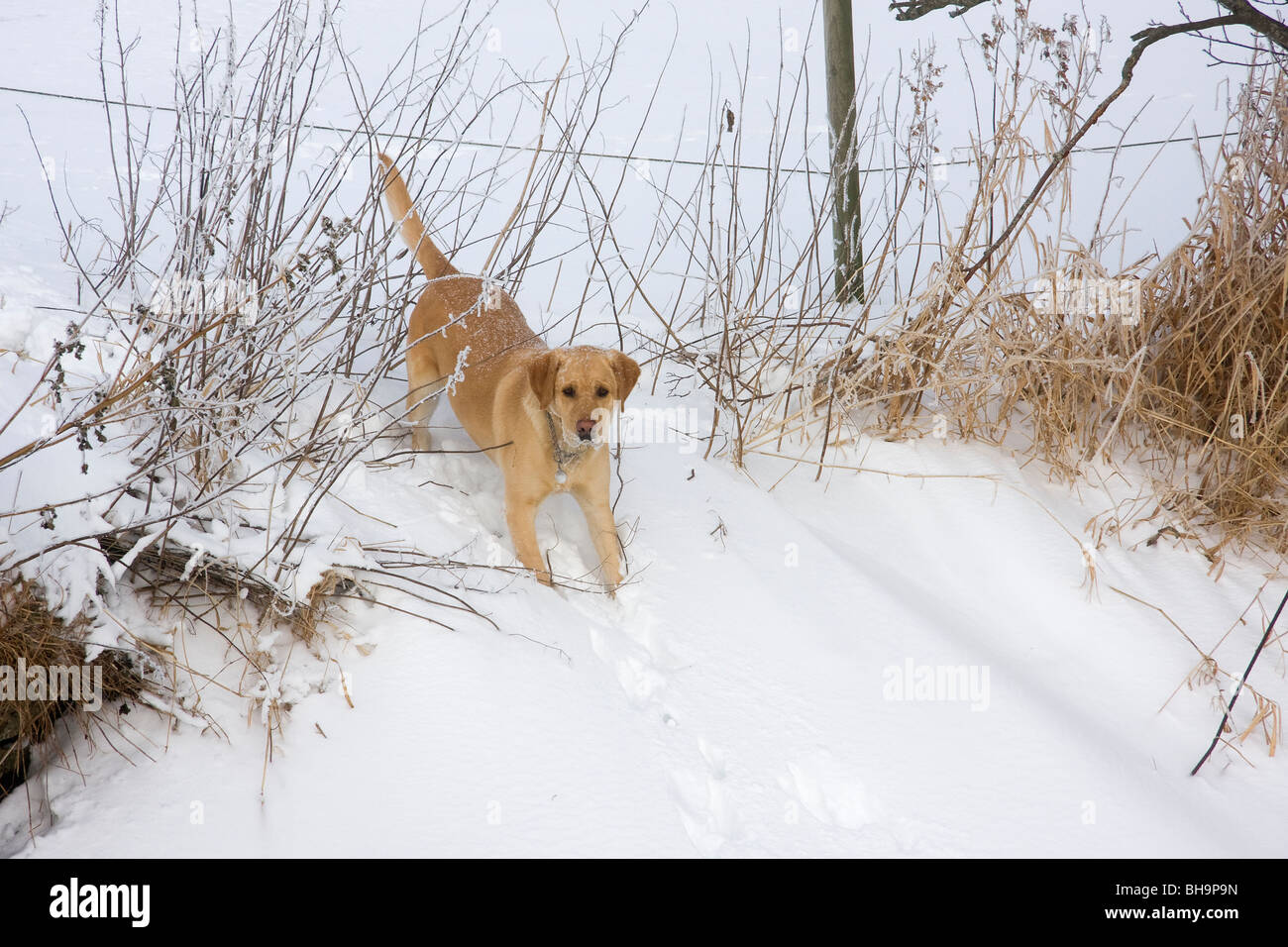 Un chien dans la neige Banque D'Images