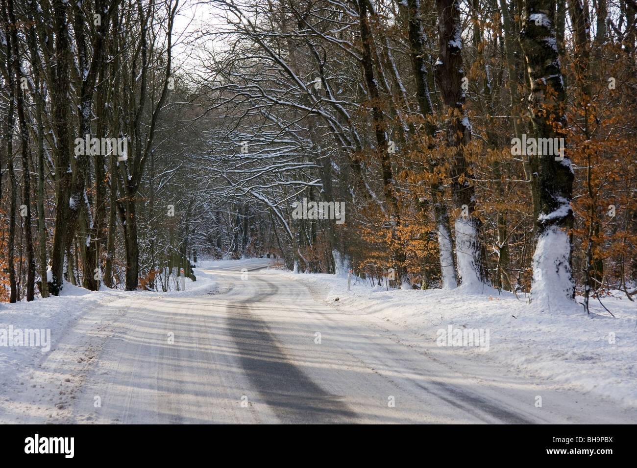 Route à travers une forêt Banque D'Images