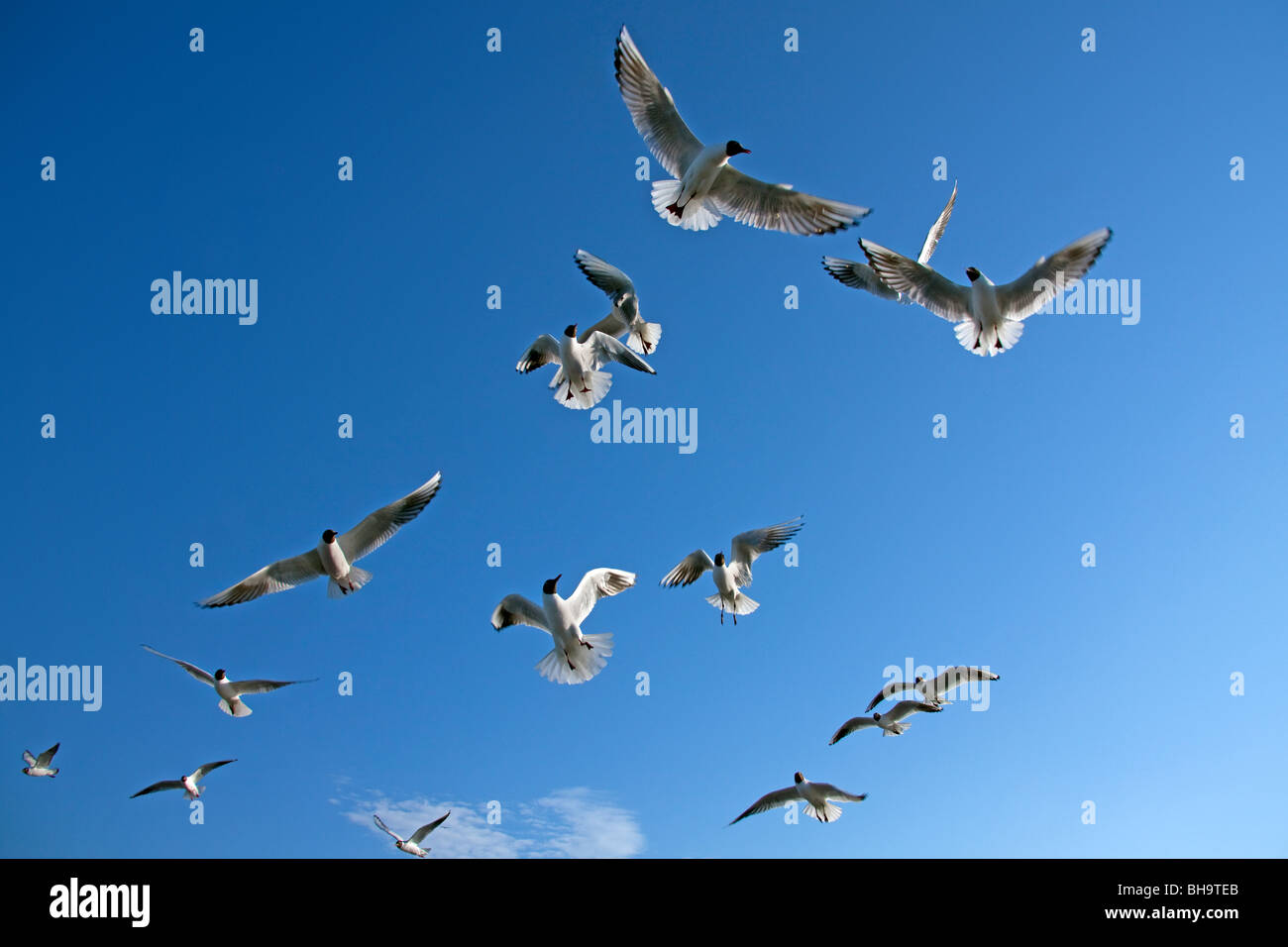 Troupeau de mouettes à tête noire (Larus ridibundus) en vol, Allemagne Banque D'Images