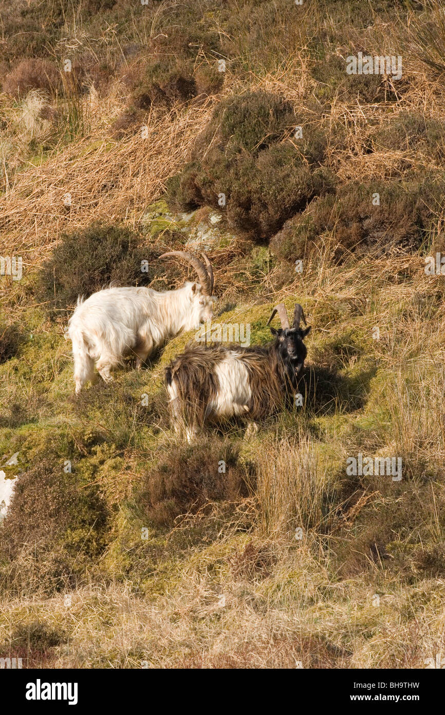 Wild, feral, naturalisé des chèvres. Islay. L'Écosse. Banque D'Images