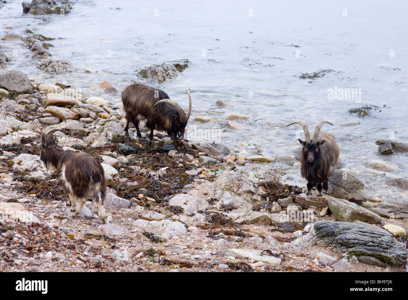 Wild, chèvres sauvages, naturalisé, de recherche de nourriture chez les algues sur le rivage. Islay. L'Écosse. Banque D'Images