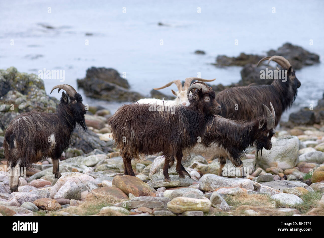 Wild, feral, naturalisé des chèvres. Islay. L'Écosse. Banque D'Images