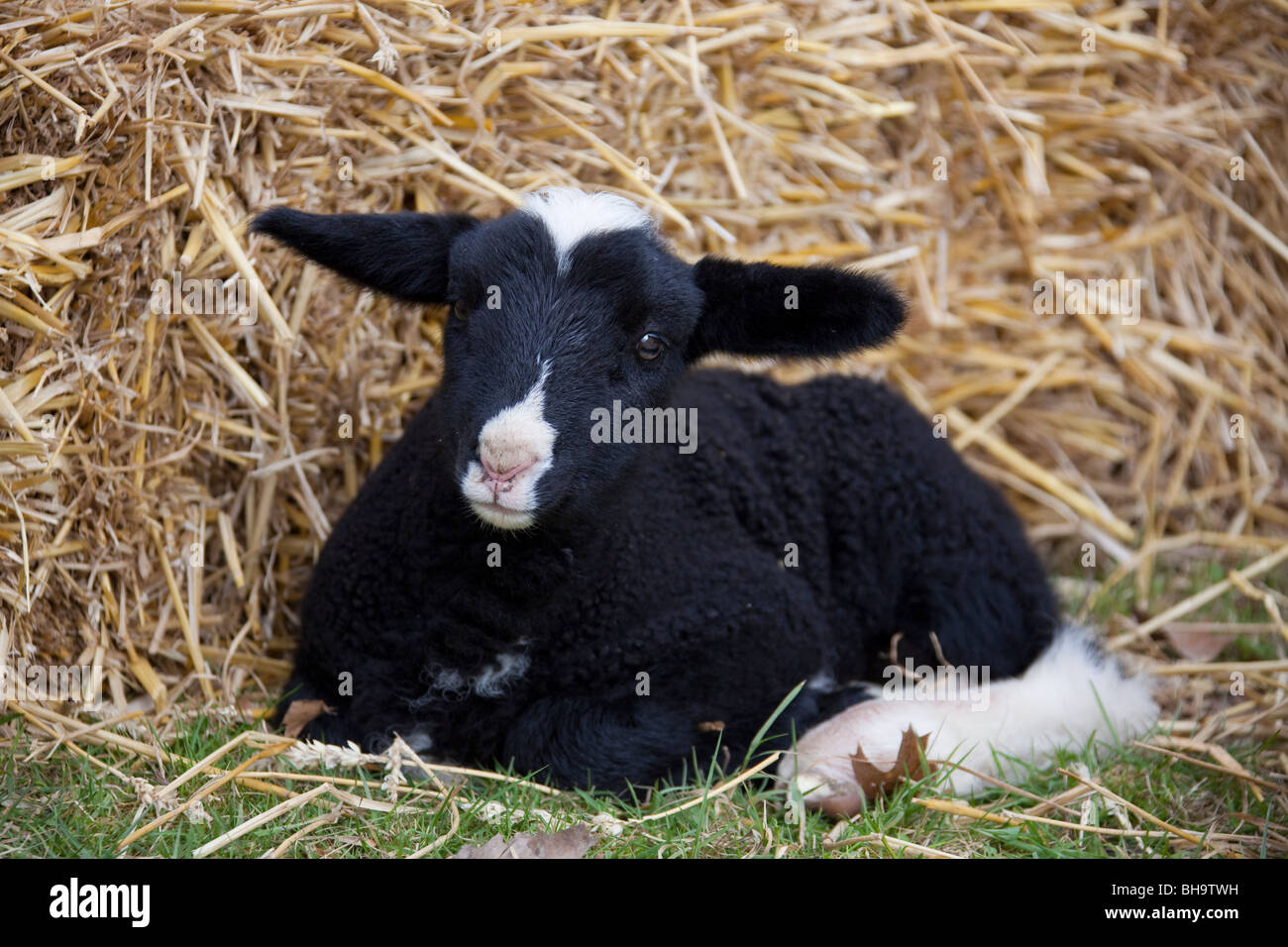 Le noir et blanc mouton domestique (Ovis aries) agneau au repos dans le foin, Allemagne Banque D'Images