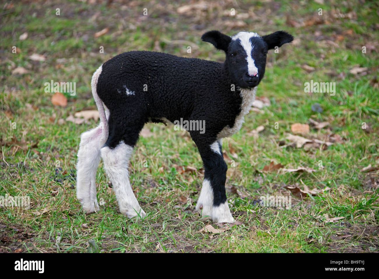 Le mouton domestique (Ovis aries) agneau noir et blanc portrait, Allemagne Banque D'Images