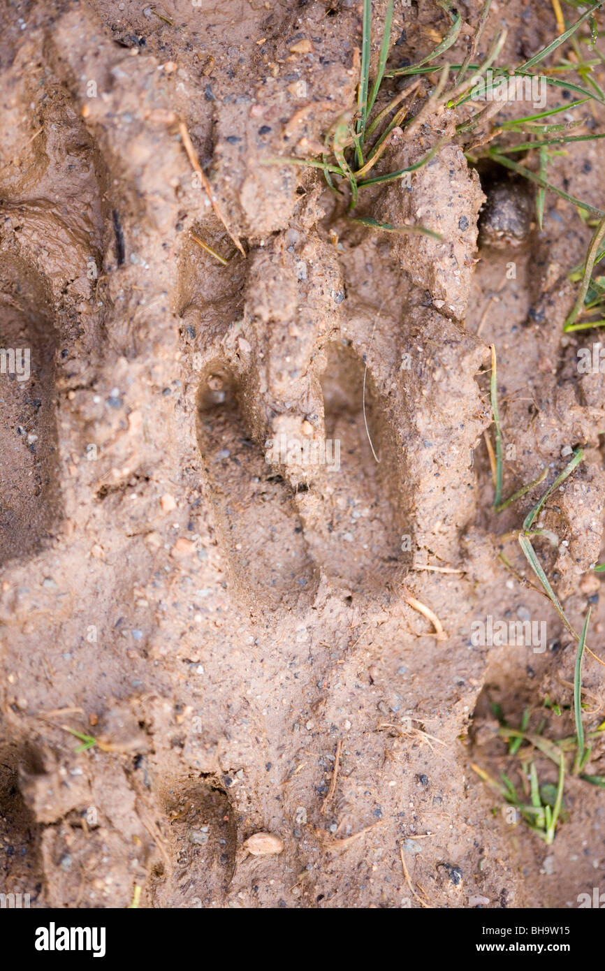 'Wild' ou de chèvres sauvages (Capra hircus). Footprints ou sabots dans la boue. Spoor. Islay, en Écosse. Banque D'Images