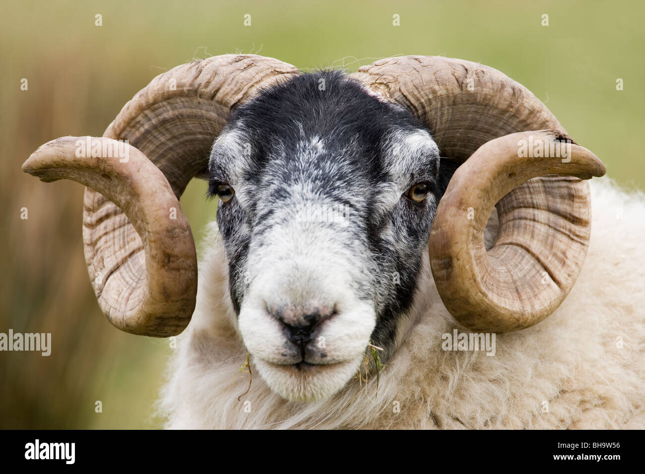 Écossais Black-faced Sheep. Ovis aries. La mémoire vive (RAM). Islay, en Écosse. Banque D'Images