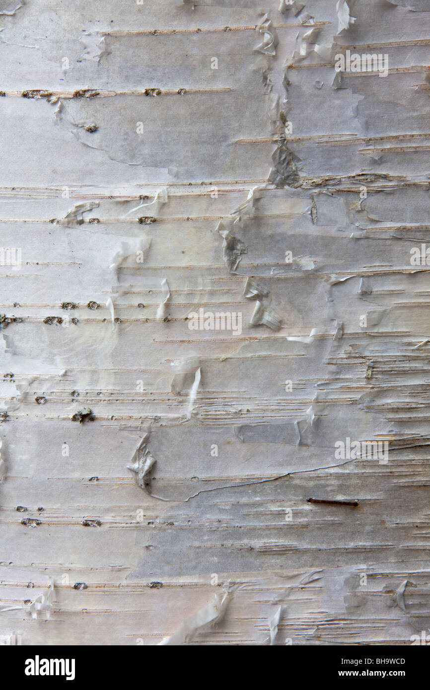 Le bouleau verruqueux (Betula pendula / Betula verucosa) close-up de l'écorce, la Suède Banque D'Images