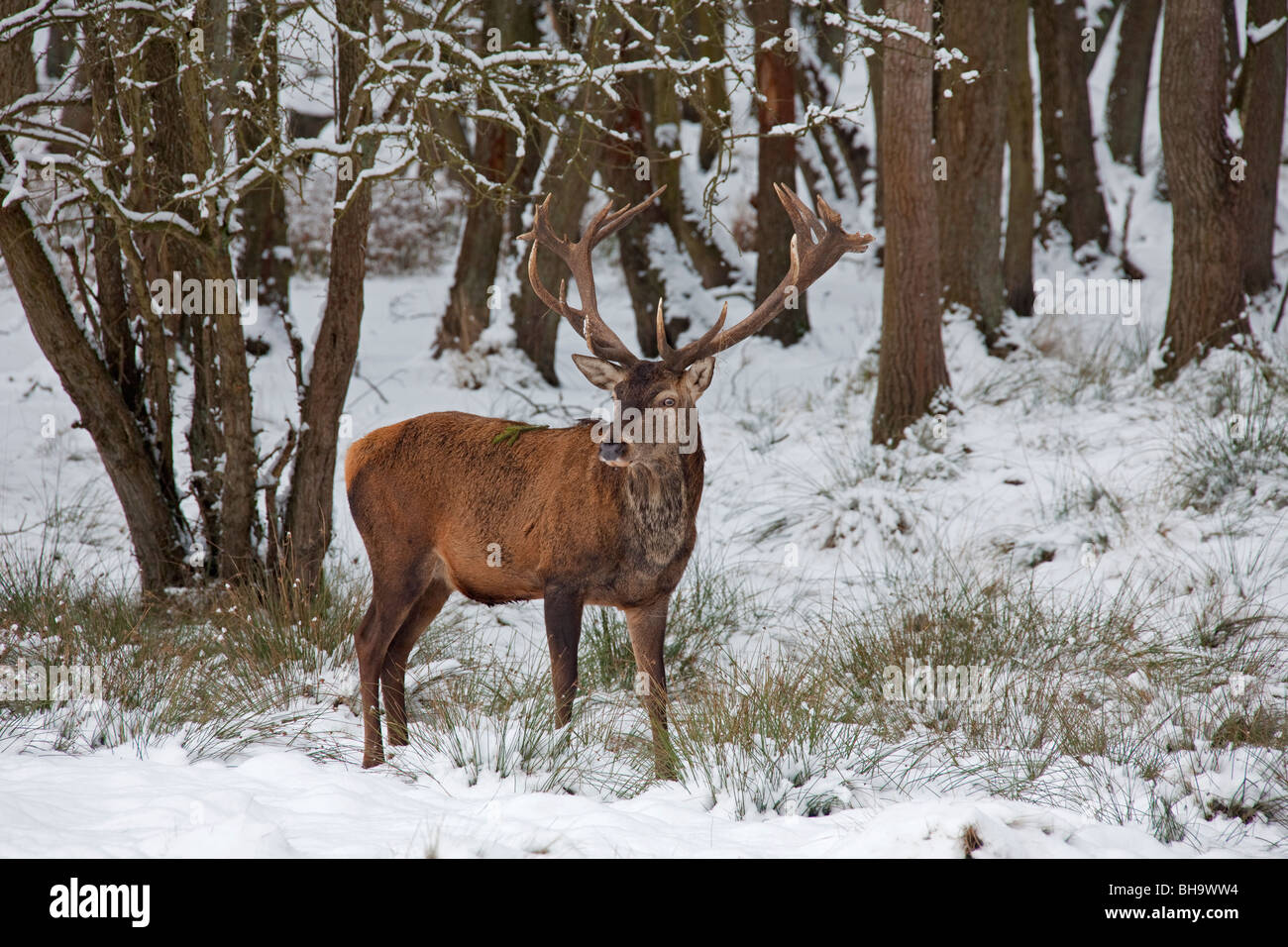 Red Deer (Cervus elaphus) cerf dans la neige en hiver, Allemagne Banque D'Images