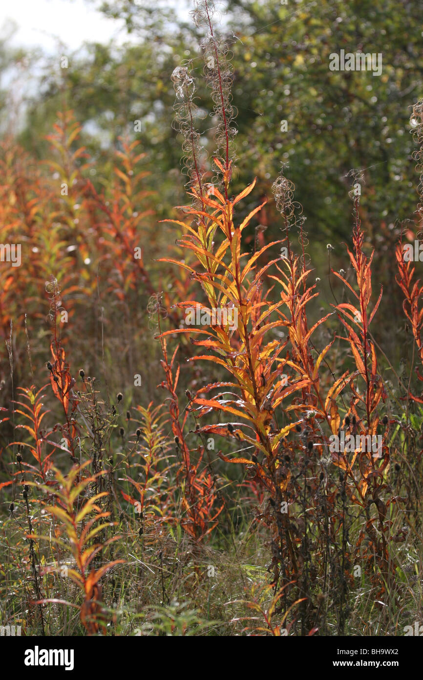 Rosebay Willowherb (Epilobium angustifolium) à l'automne couleurs des feuilles, Bedford UK. Banque D'Images