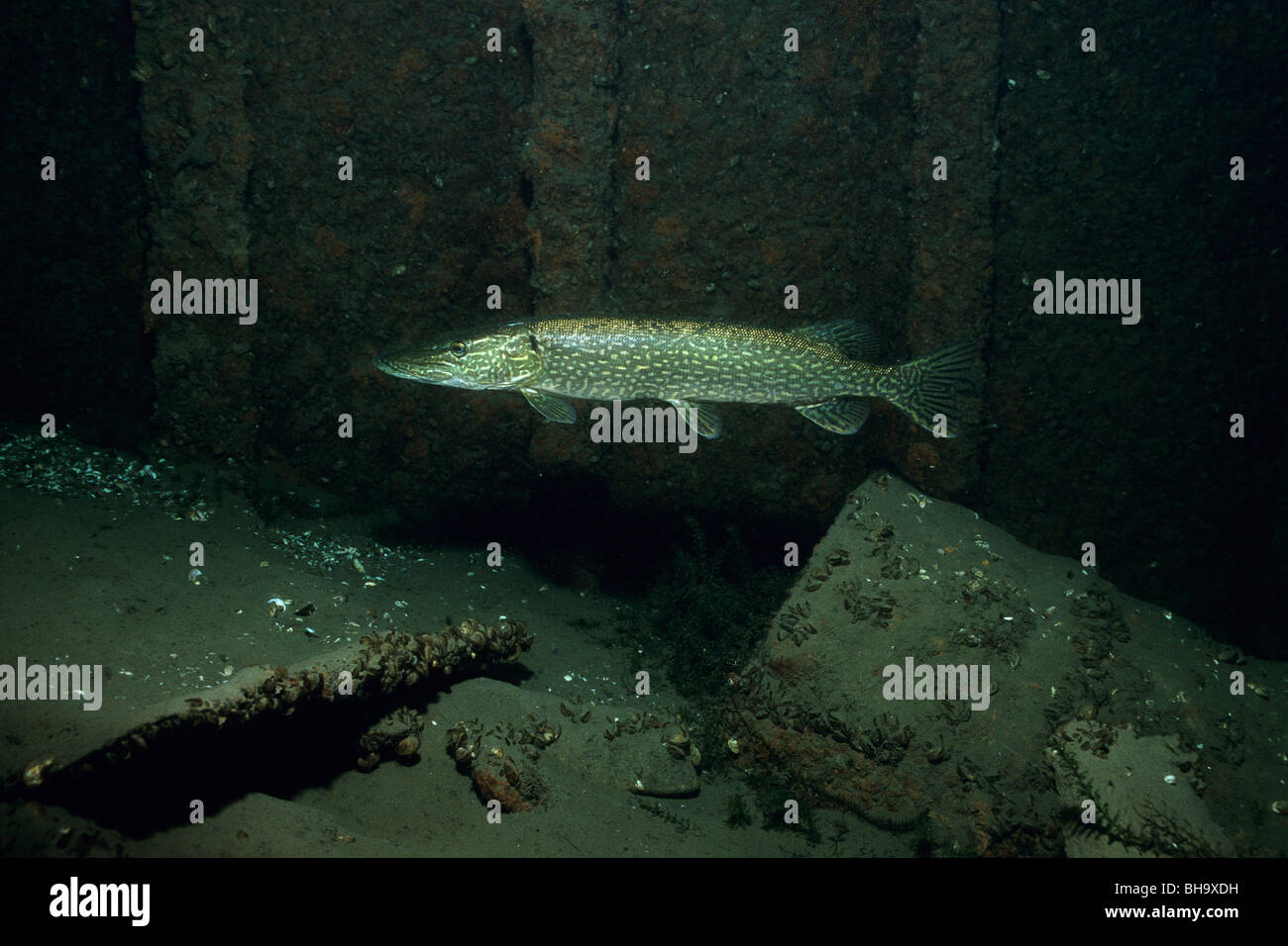 Le grand brochet à l'intérieur d'une épave sous l'eau dans le fleuve Saint-Laurent au Canada Banque D'Images