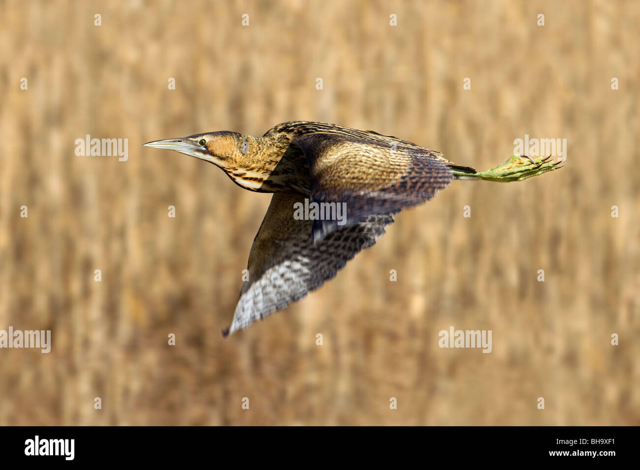 Bittern Botaurus stellaris ; ; en vol ; lit ; Cornwall Marazion reed Banque D'Images