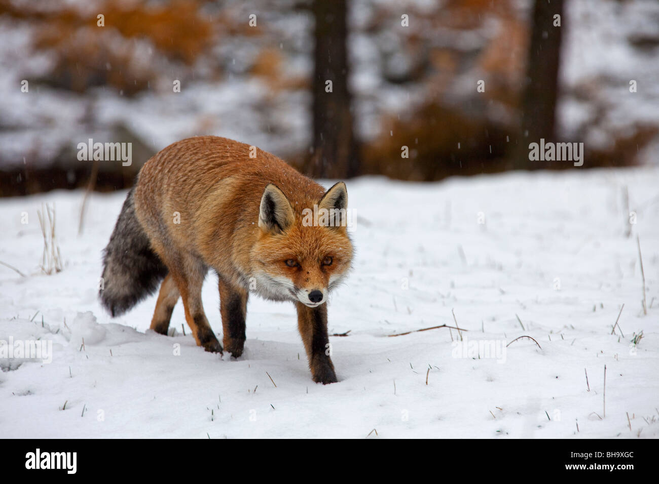 Le renard roux (Vulpes vulpes) portrait dans la neige en hiver Banque D'Images
