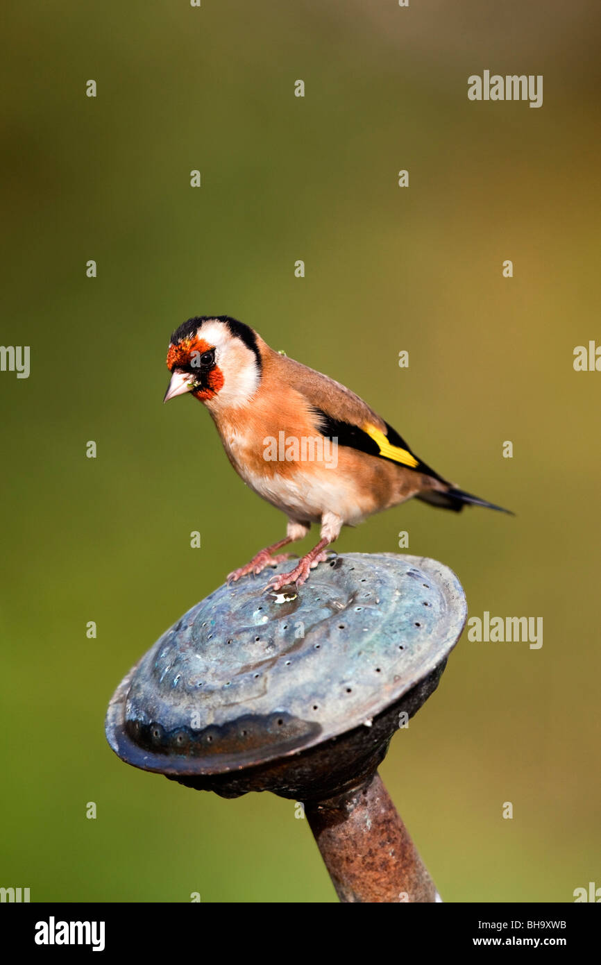 Carduelis carduelis Goldfinch ; jardin ; sur la tuyère d'arrosoir Banque D'Images