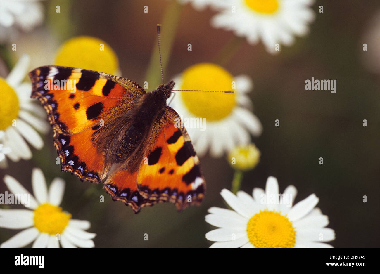 Petite écaille (Aglais urticae) sur la camomille (Matricaria chamomilla), Allemagne ; Allemand : Kleiner Fuchs Banque D'Images