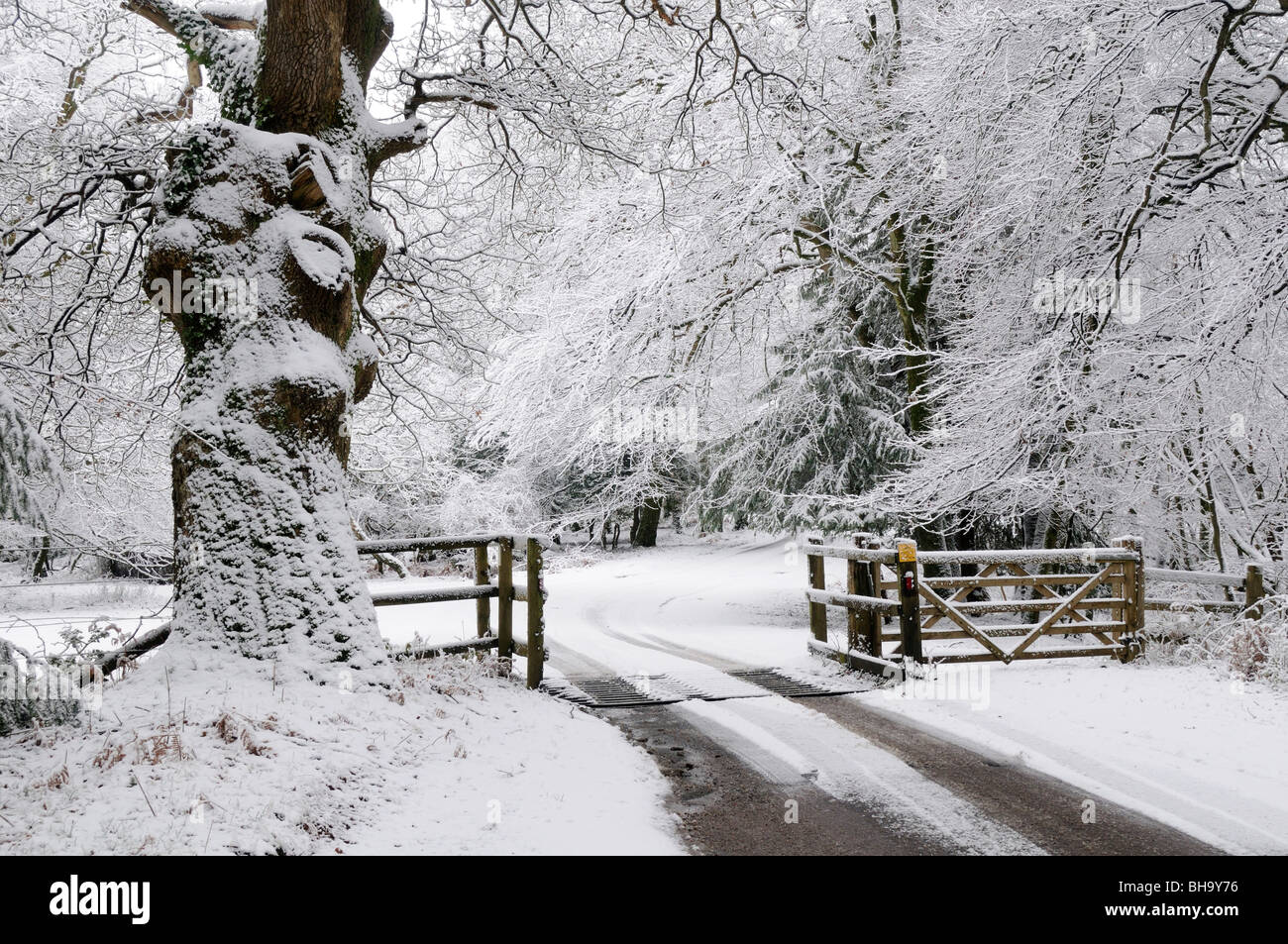 Entraînement d'ornement La nouvelle Forêt de Bolderwood Hampshire England UK Banque D'Images