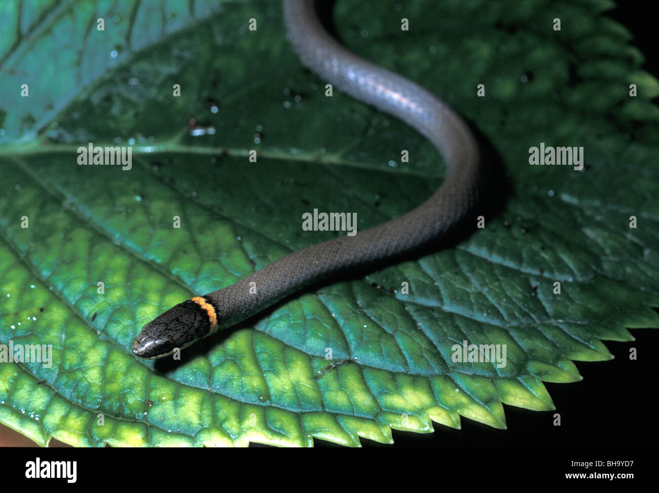 Serpent collier Diadophis punctatus, USA, Colubridae Banque D'Images
