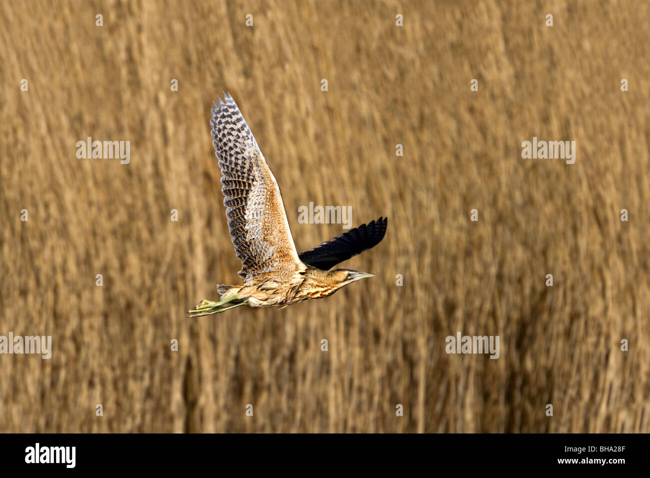 Bittern Botaurus stellaris ; ; en vol ; lit ; Cornwall Marazion reed Banque D'Images