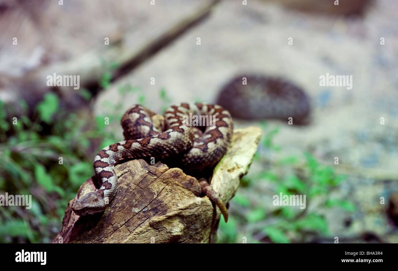 Sandviper long nez Vipera ammodytes vipère Banque D'Images