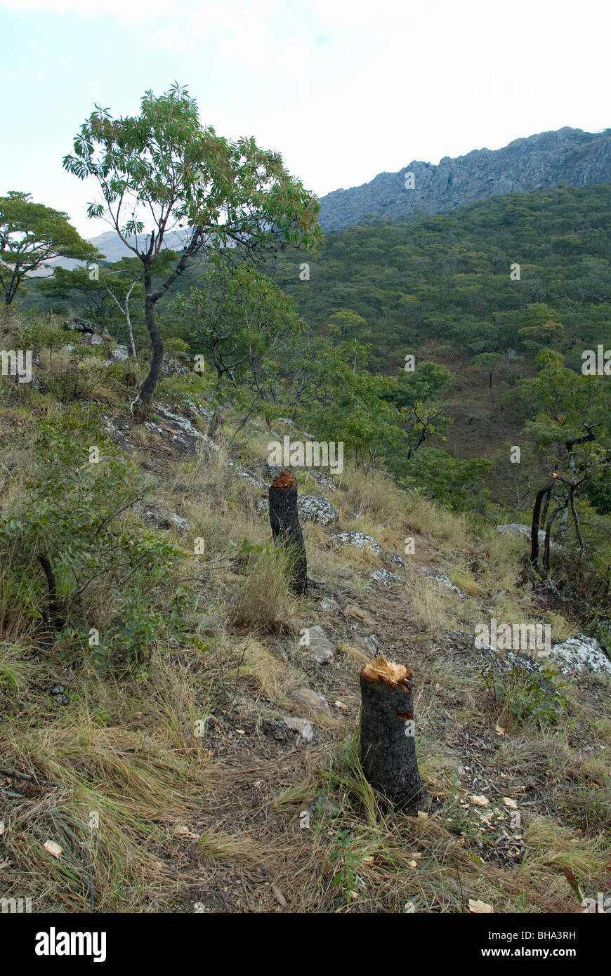 Parc national de Chimanimani Afrique Zimbabwe Banque D'Images