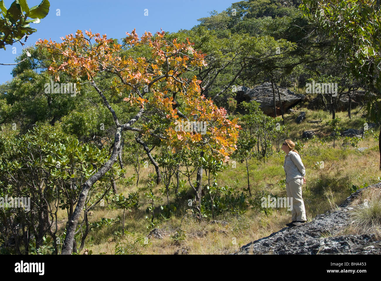Les touristes profiter de la nature sauvage du Parc National de Chimanimani du Zimbabwe. Banque D'Images