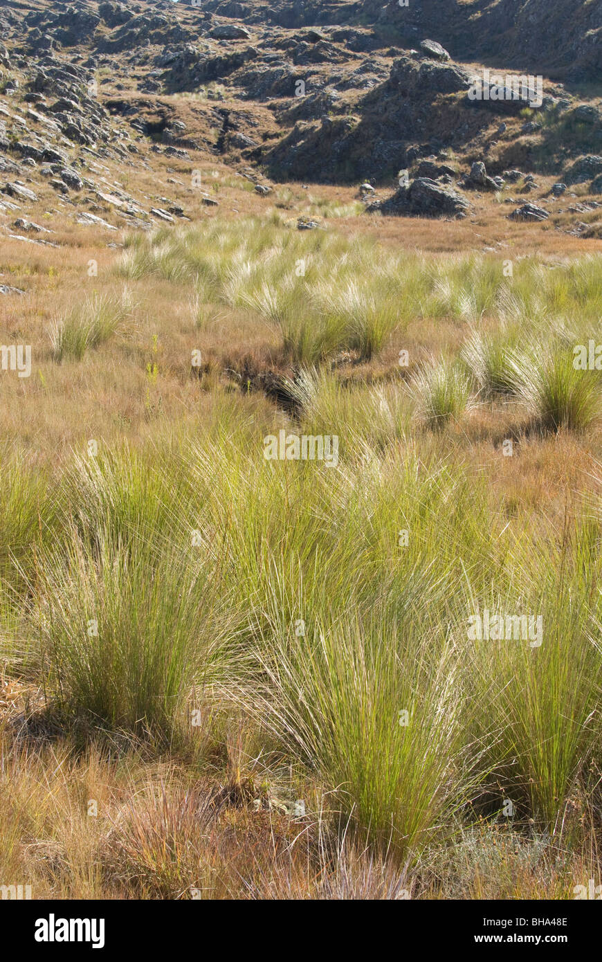 Parc national de Chimanimani Afrique Zimbabwe Banque D'Images