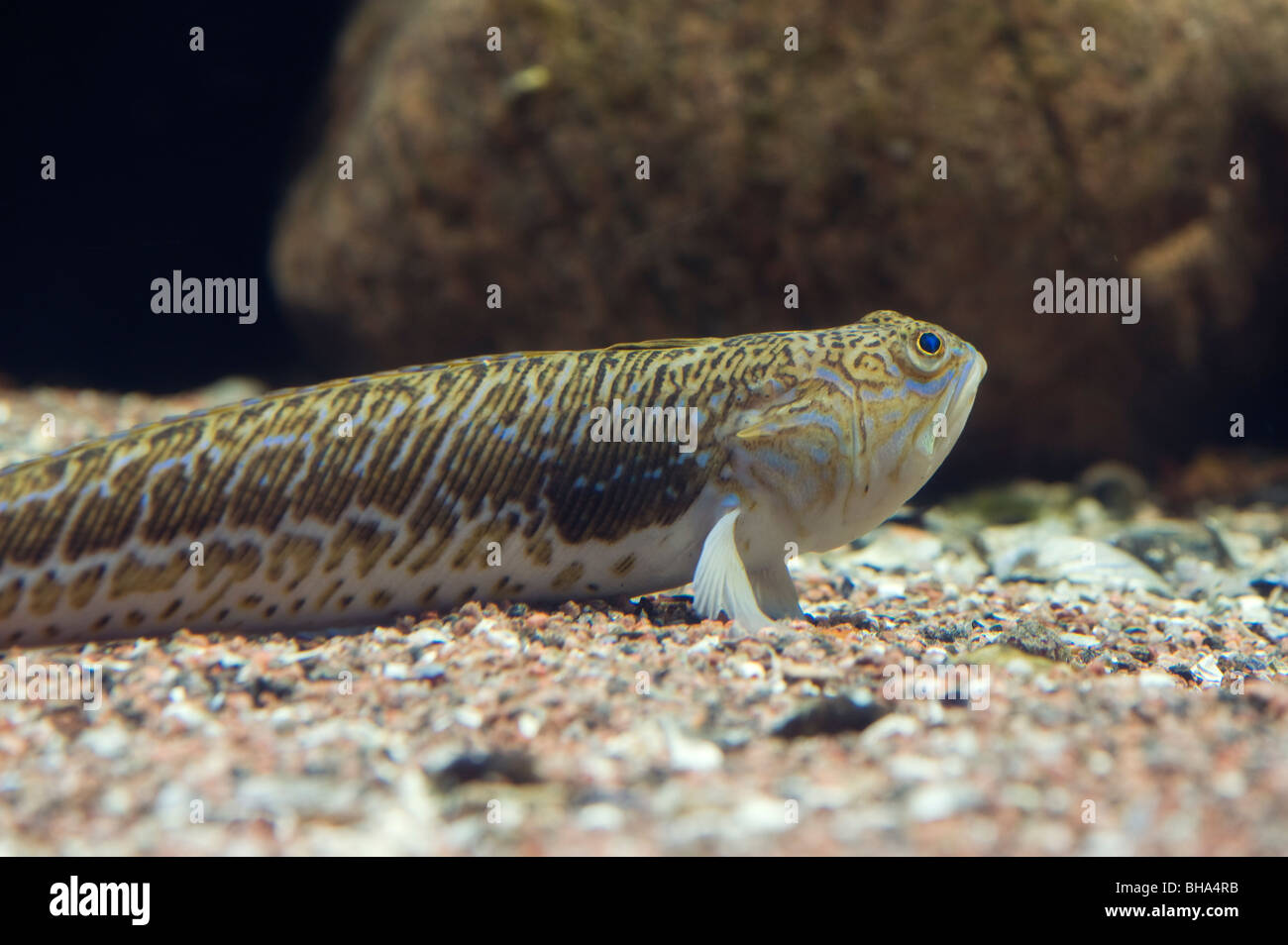 Weever (Echiichthys vipera moindre), Suède Banque D'Images