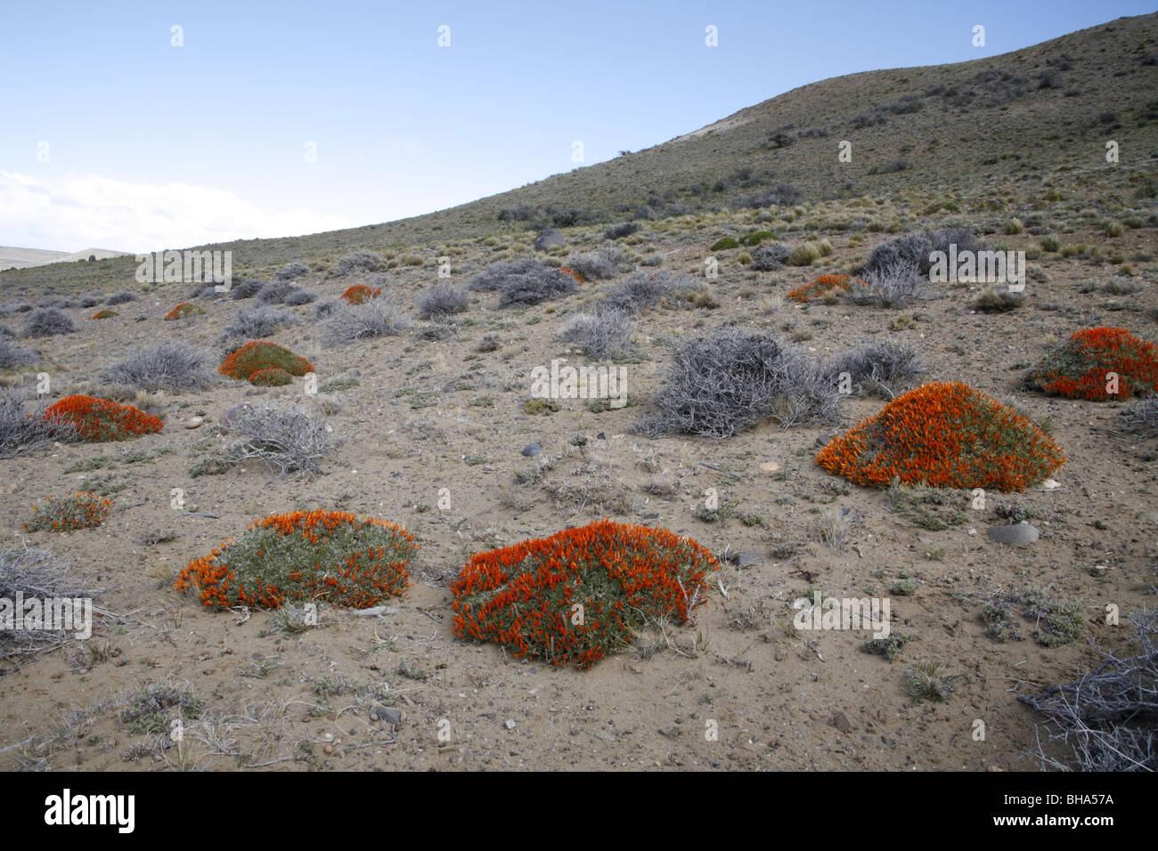 L'ajonc écarlate ou d'incendie langue Bush, anarthrophyllum desideratum près de El Calafate Banque D'Images