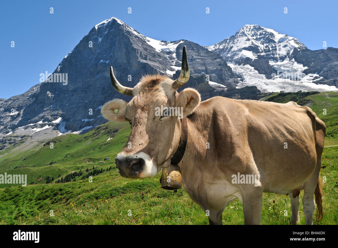 L''Eiger et Alpine vache (Bos taurus) avec cowbell à pâturage, Swiss Alps, Suisse Banque D'Images