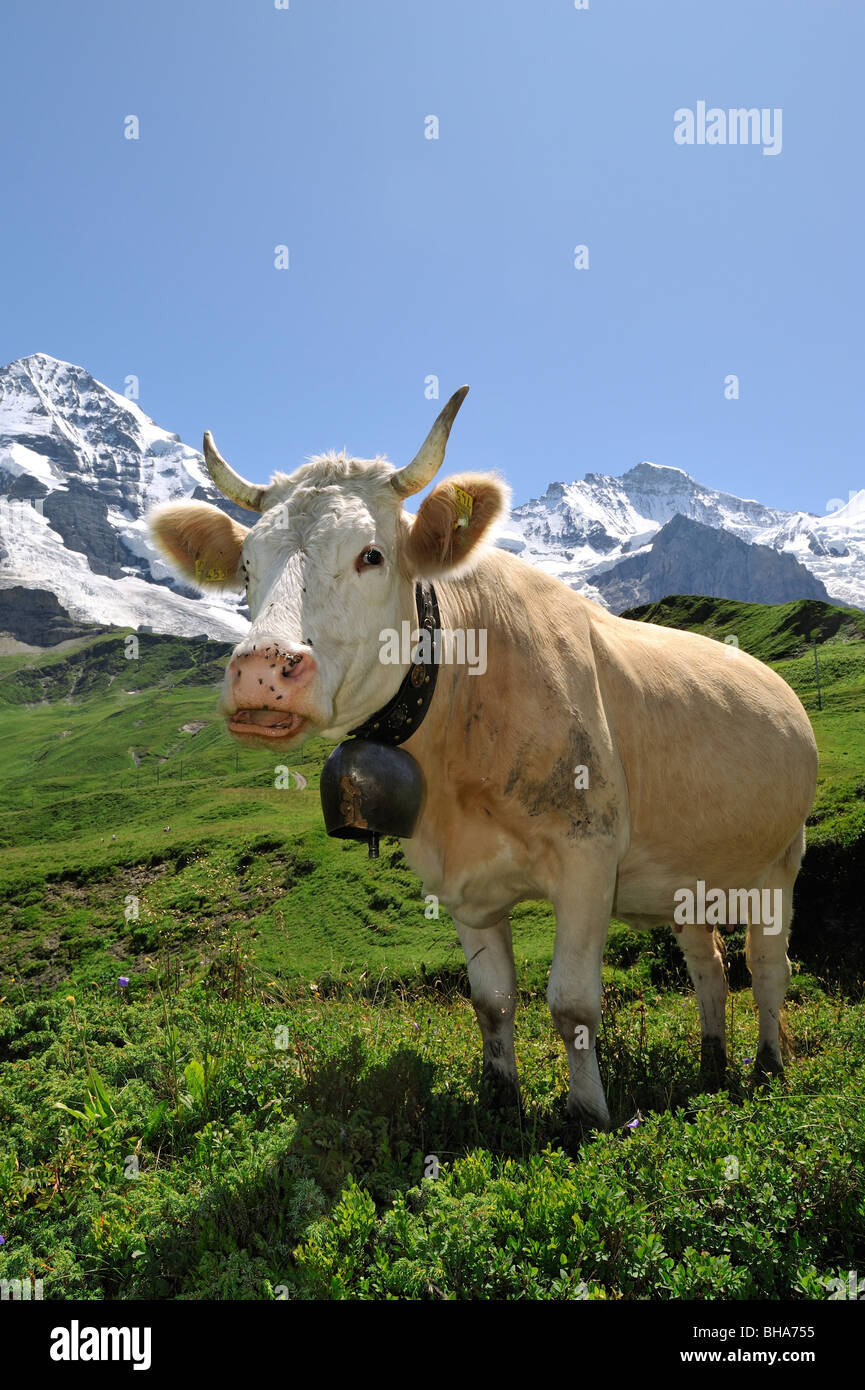 Portrait of brown Alpine vache (Bos taurus) avec cowbell à prairie, Swiss Alps, Suisse Banque D'Images