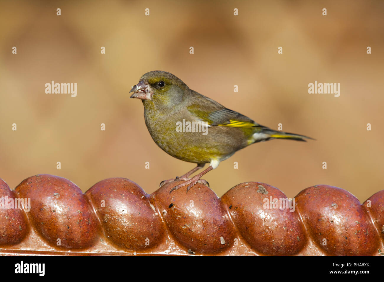 ; Verdier Carduelis chloris ; sur corde tuile ; graines sur beak Banque D'Images