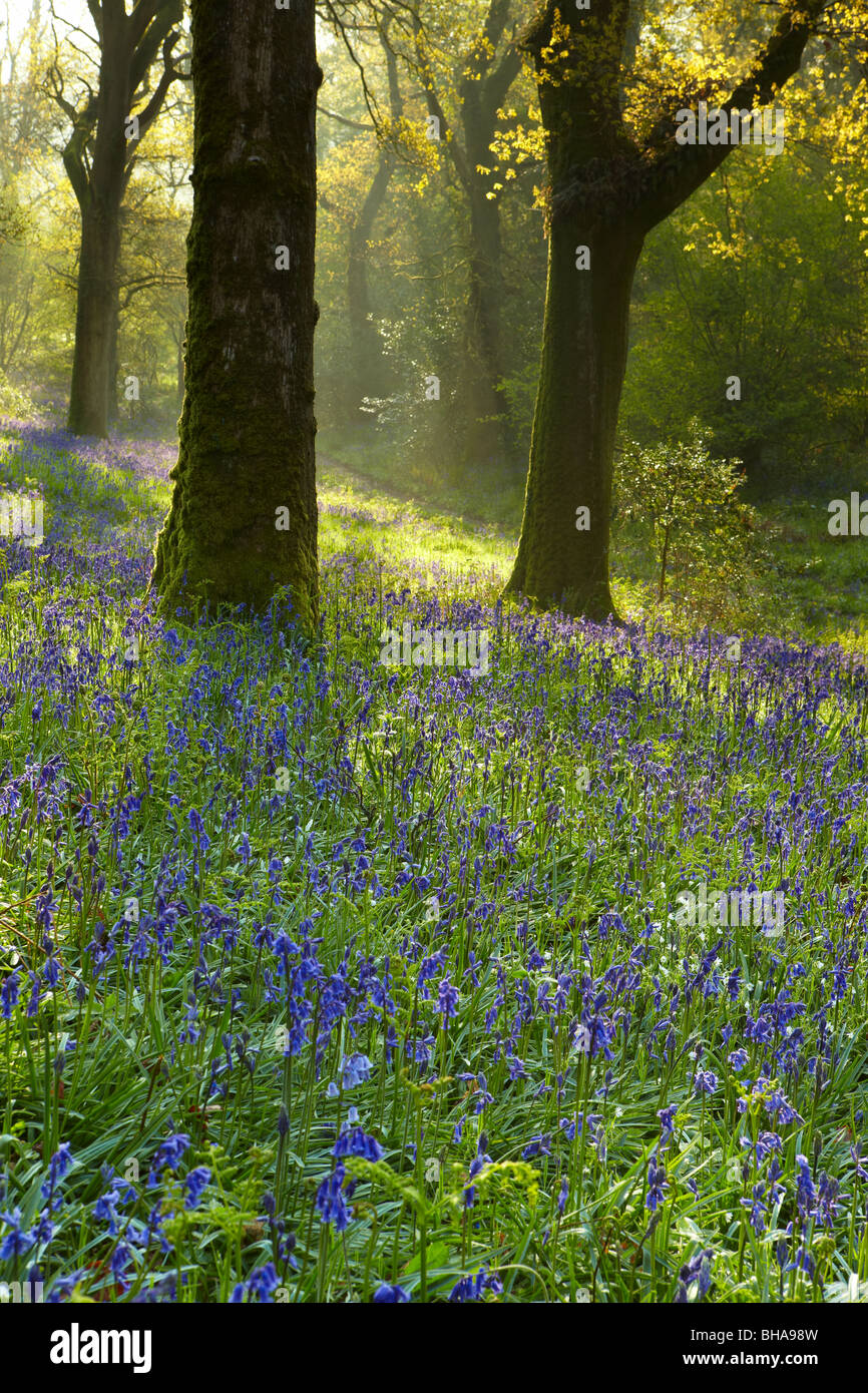 Jacinthes dans les bois à Batcombe, Dorset, England, UK Banque D'Images
