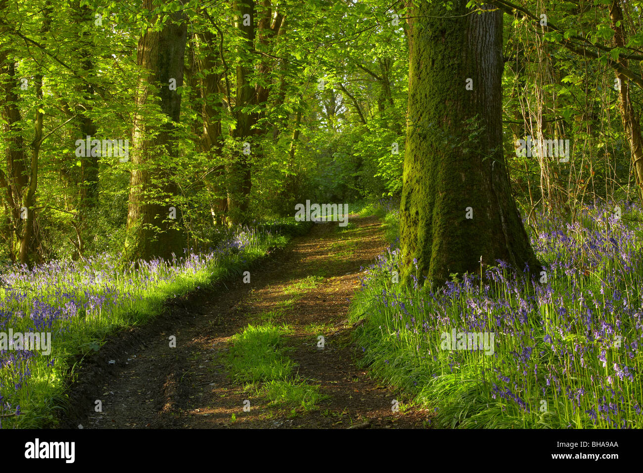 Une piste à travers les jacinthes dans les bois à Batcombe à l'aube, Dorset, England, UK Banque D'Images